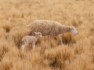 AIAYU - Vetla - Pure Ecru