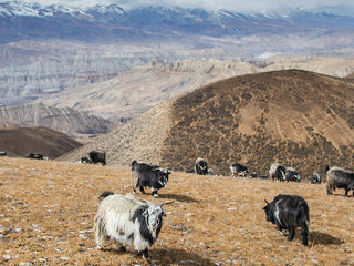 AIAYU - Ingolf - Stormy