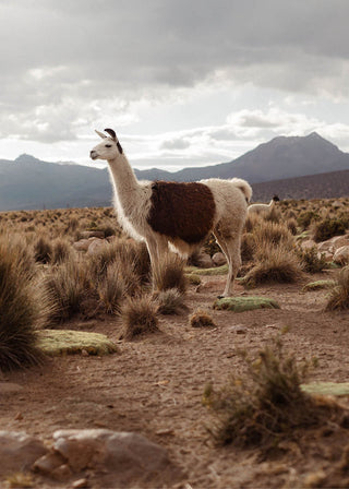 AIAYU - Helen Chain Classic - Albicant