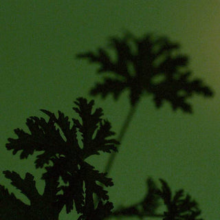 AESOP - Geranium Leaf Body Cleanser 500ml Refill